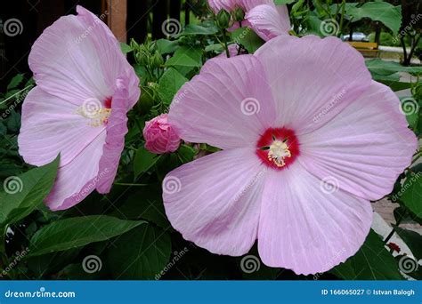 Closeup Of Large Pink China Rose Or Botanical Name Hawaiian Hibiscus