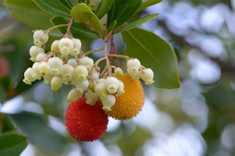 Arbousier Plantation Entretien Soin Le Parisien