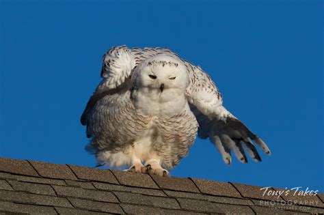 Shaking it up for Snowy Owl Sunday! | Tony's Takes Photography