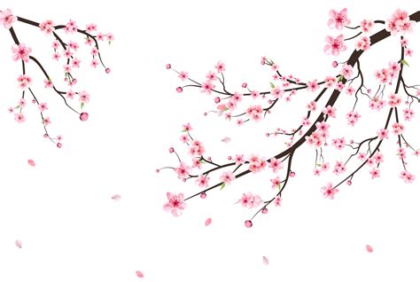 Sakura on transparent background. Watercolor cherry bud PNG. Cherry ...