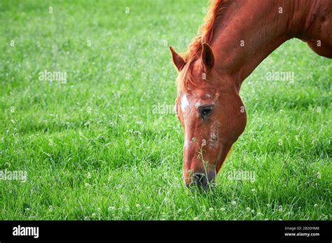 beautiful horse eating grass closeup stock photo alamy