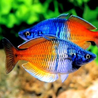 Jual Rainbow Boesemani Size Cm Ikan Hias Rainbow Bosmani Paket