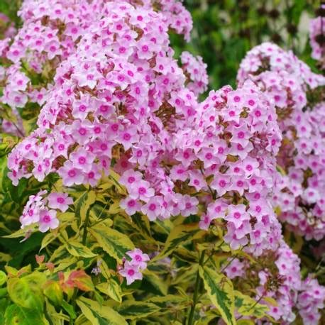 Floks Wiechowaty Warsaw Sunrise Phlox Paniculata Albamar