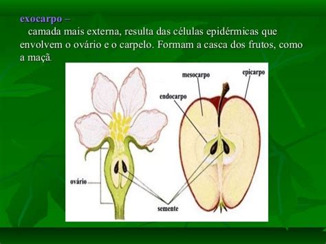 Qual A Função Do Fruto - Qual É A Função Do Fruto? – TRLP
