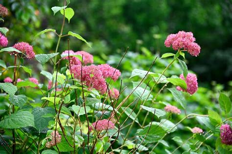 Schneeball Hortensie Pink Annabelle Hydrangea Arborescens Pink