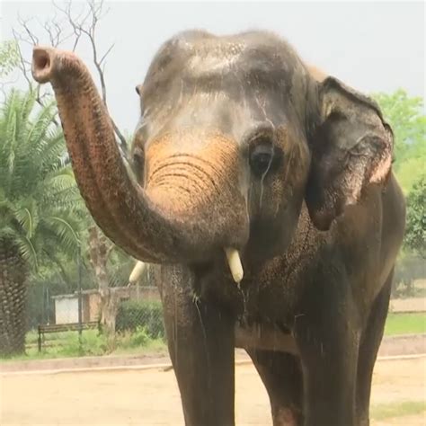 Elephant retires to sanctuary after 35 years at zoo