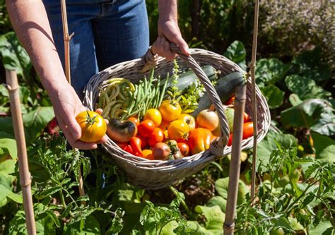 Calendario del huerto de junio qué plantar y qué tareas llevar a cabo