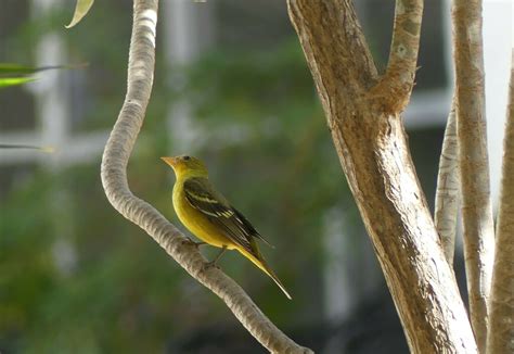 Western Tanager From Calzada Ventura Puente Y Perif Paseo De La