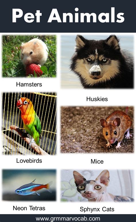 All About Pet Animals: Pet Animals List in English | PDF - GrammarVocab