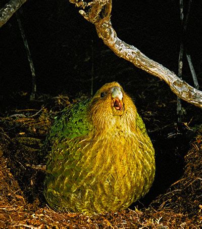 Kakapo Conservationists Celebrate Breeding Success