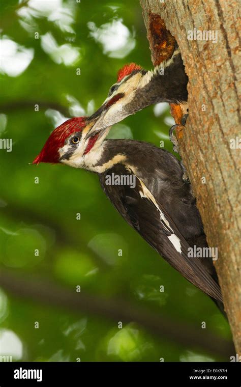 Adult Pileated Woodpecker feeding young just days from fledging, at ...