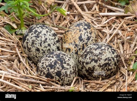 Killdeer Eggs Stock Photos & Killdeer Eggs Stock Images - Alamy