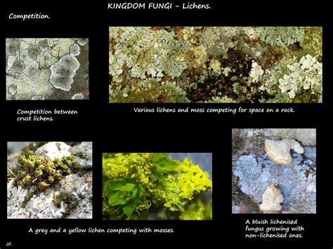 What Is A Lichen Botany Brisbane