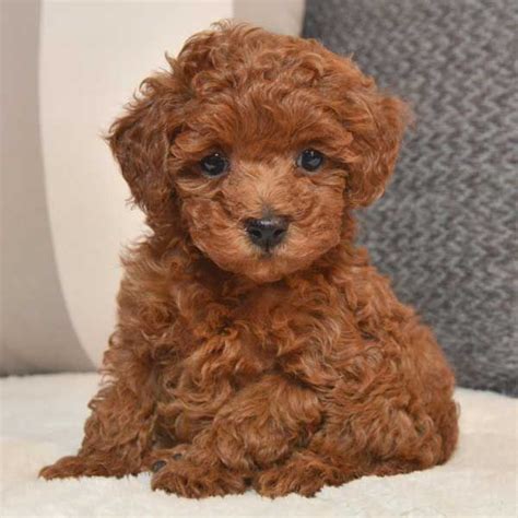 Toy Poodle Breed Puppies By Design Online Toy Poodle Puppies Toy