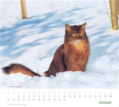 Times More Katzen Bildkalender Mit Aufnahmen S Er Katzen Energy Ink