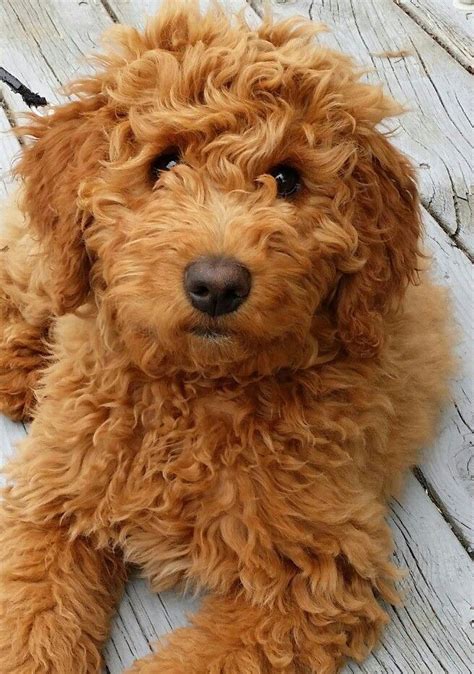 10 Reasons Why You Should Own a Poodle Or Doodle