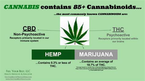 Hemp vs Marijuana – Herba Releaf