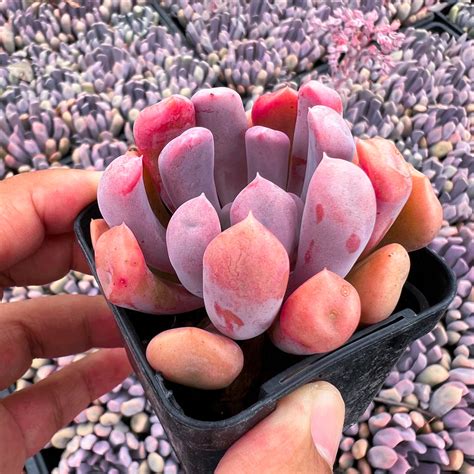 Graptoveria Topsy Debbie Aka Graptoveria Lilac Spoons Let Love