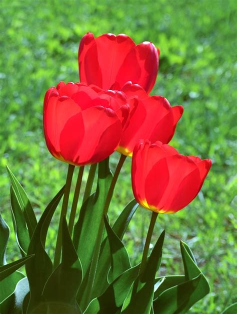 Tulips Flowers Red Free Photo On Pixabay Pixabay