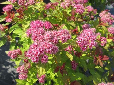 Magic Carpet Spirea Jeffries Nurseries