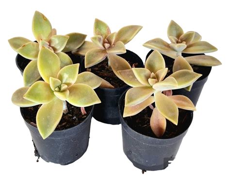 Kit Suculentas Graptopetalum Paraguayense Pote Verde Amor Jardinagem