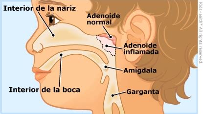 Pr Ctica Importante Registro Amigdalas Y Adenoides Anatomia Posicionar