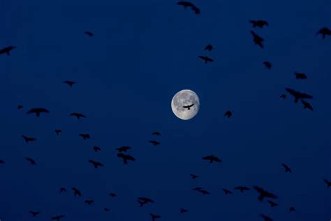 Night Sky Birds Images Search Images On Everypixel