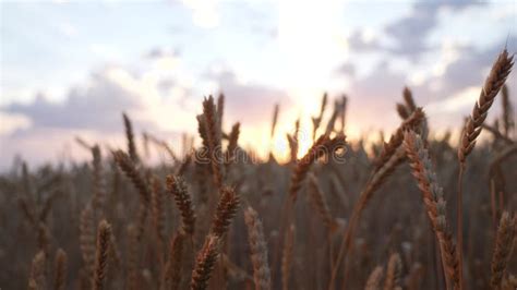 Orejas De Trigo En El Campo Y Durante La Puesta De Sol Concepto