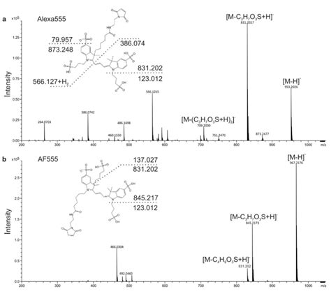 Mass Spectrometry Based Structure Elucidation Fragmentation Mass