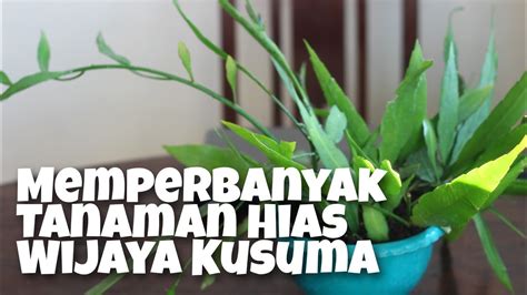 Cara Memperbanyak Tanaman Hias Wijaya Kusuma Gampang Dan Mudah How To