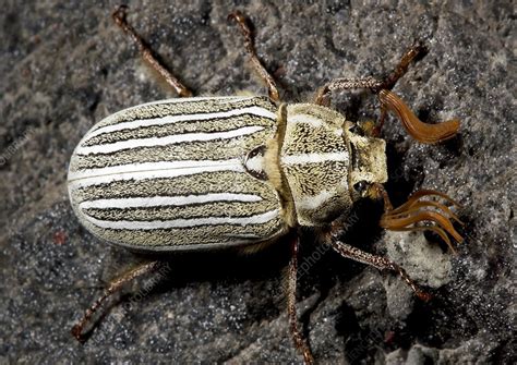 Ten Lined June Beetle Stock Image Z3300593 Science Photo Library