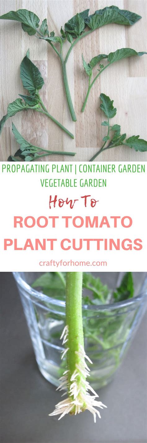 How To Root Tomato Plants From Cuttings Tomato Seedlings Tomato