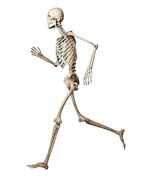 Running Skeleton Photograph By Sciepro Science Photo Library Fine Art