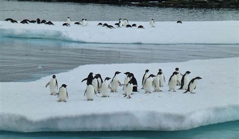 Collapse Of The Ad Lie Penguin Population At Mawson In East Antarctica