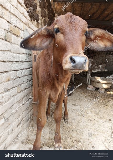 Pakistan Brown Sahiwal Breed Baby Cow Stock Photo 2168830303 | Shutterstock