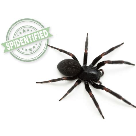 Black House Spider? : r/australia