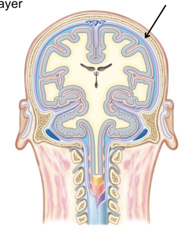 Gross Anatomy Intro To Nervous System Overview And Cns Flashcards