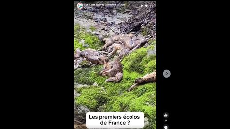 Jura découverte dun charnier de renards dans une rivière Le