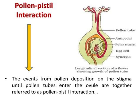 Pollen Pistil Interaction Self Compatibility Pollen Grain Rejection Double Fertilization