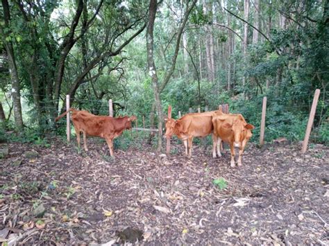 PORTAL FARRAPO Classificados Agro Vacas