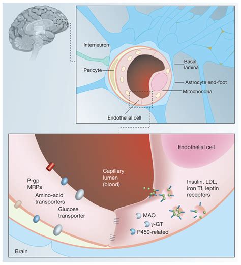 Structure Of Blood Brain Barrier