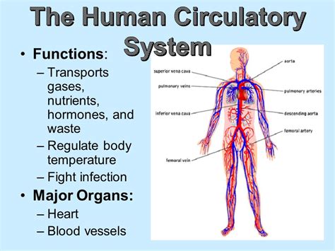 Circulatory System Organs And Functions