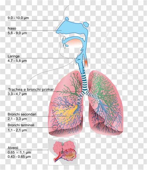 The Respiratory System Lung Diagram Breathing - Frame - Human Body ...