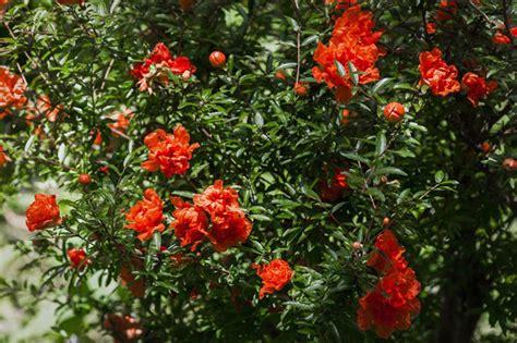 When Do Pomegranate Trees Bloom How Often Does It Bloom