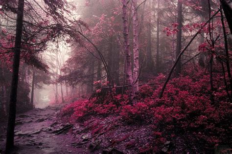 Desktop Wallpapers with a holistic unchanged forest, damaging its in ...