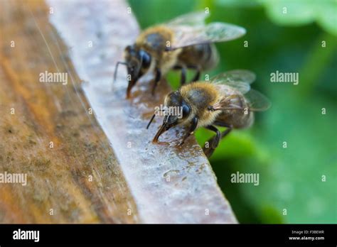 Apis mellifera königin Fotos und Bildmaterial in hoher Auflösung Alamy