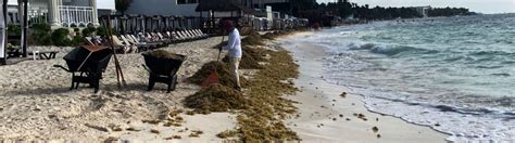 Playa Del Carmen 2024 Seaweed Season Report [UPDATED 31.07.24]