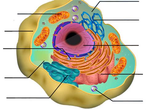 Animal Cell Diagram, 7th Grade Science Chapter 1 sections 1 & 2 Cells ...