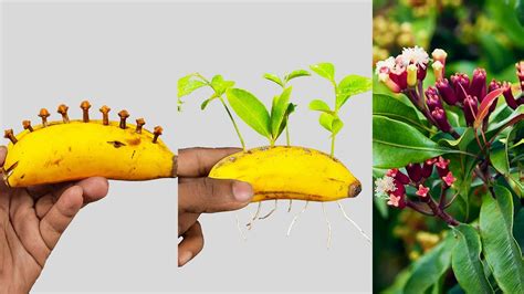 How To Grow Clove Plant At Home From Seeds With Banana How To