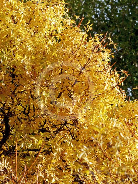 Fraxinus Excelsior Pendula Weeping Golden Ash Information And Photos